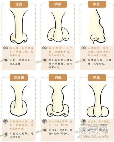 鼻相分析|面相：從這八種鼻子分析財運富貴